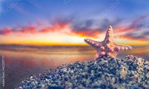 Breathtaking Starfish Sunset on the Beach - Coastal Delight, Natural Beauty, Seaside Serenity
