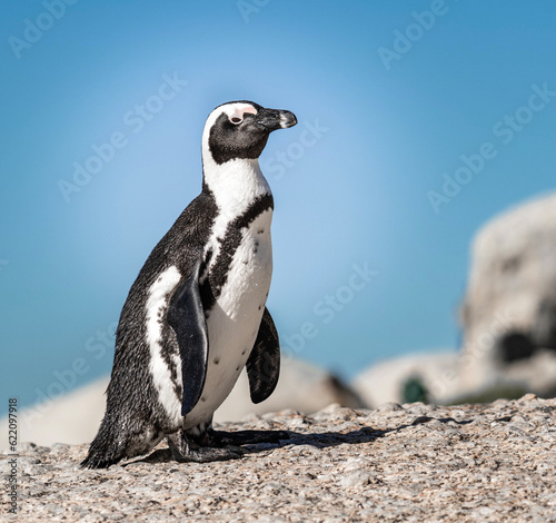 Adorable Cape Penguin Image - Delightful Cuteness, Antarctica Wildlife, Nature's Charm. South Africa