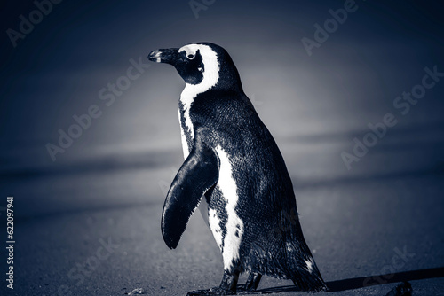 Solitude by the Seaside: Captivating Image of a Lone Cape Penguin - Quaint Isolation, Endearing Wildlife, Serene Coastal Beauty