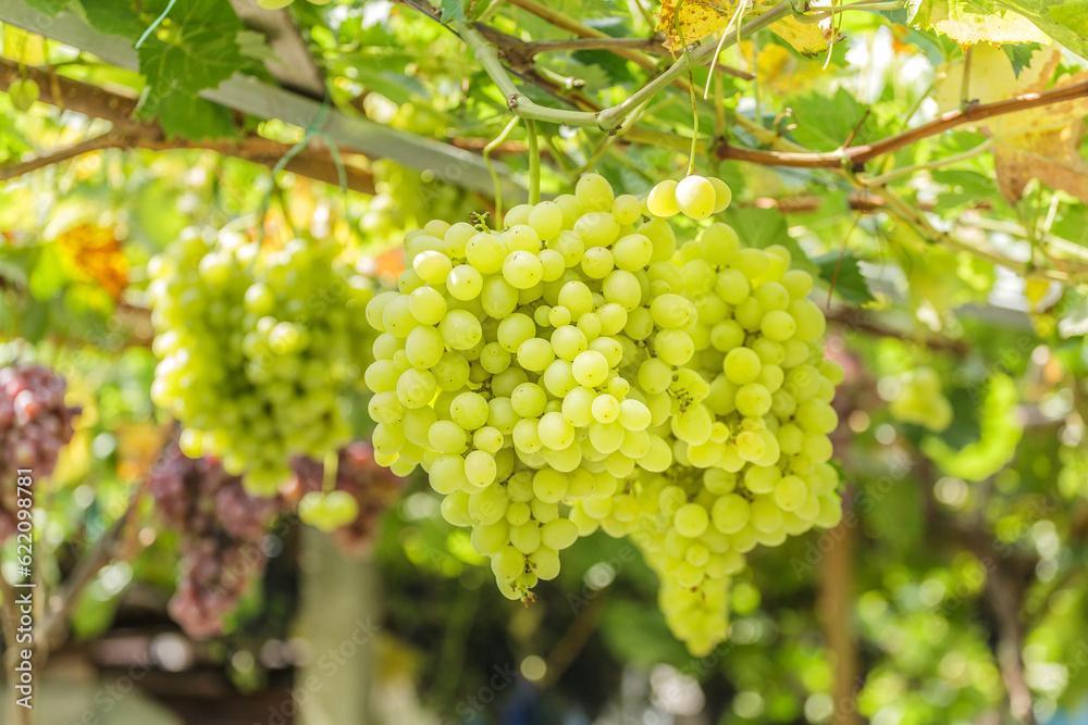 Fototapeta premium Bunch of grapes on a background of the sunny sky.