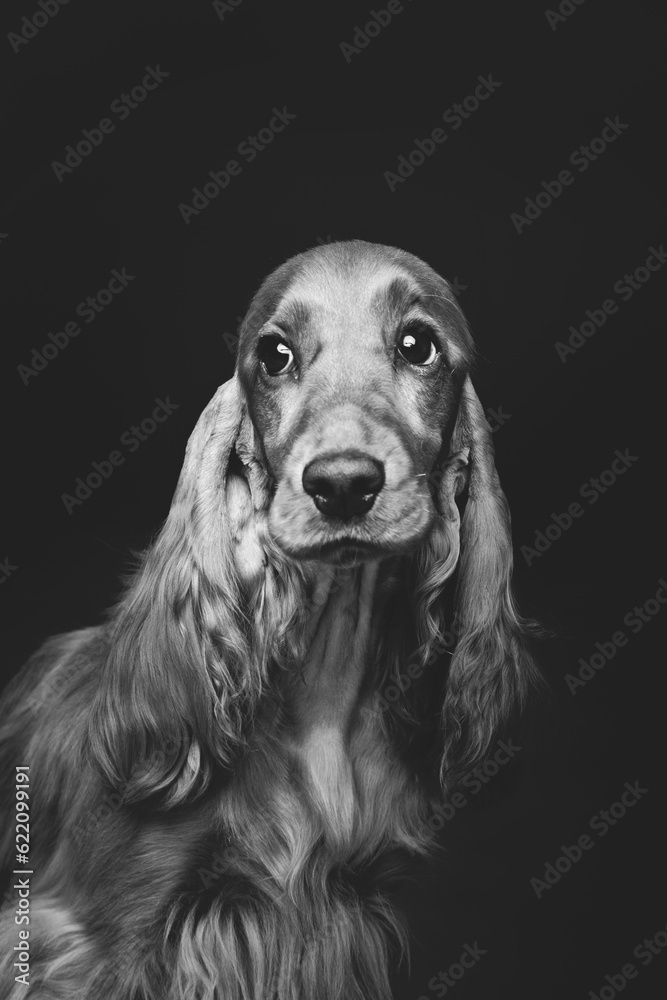 Portrait of beautiful young brown English cocker spaniel dog over black background. Closeup studio shot. Copy space. Monochrome. Portrait of beautiful young brown English cocker spaniel dog over black background. Closeup studio shot. Copy space. Monochrome.