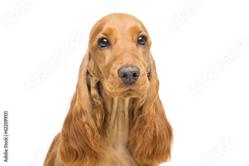 Portrait of beautiful young brown English cocker spaniel dog isolated over white background. Closeup studio shot. Copy space.