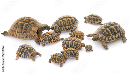 Hermanns Tortoise and baby turtles in studio