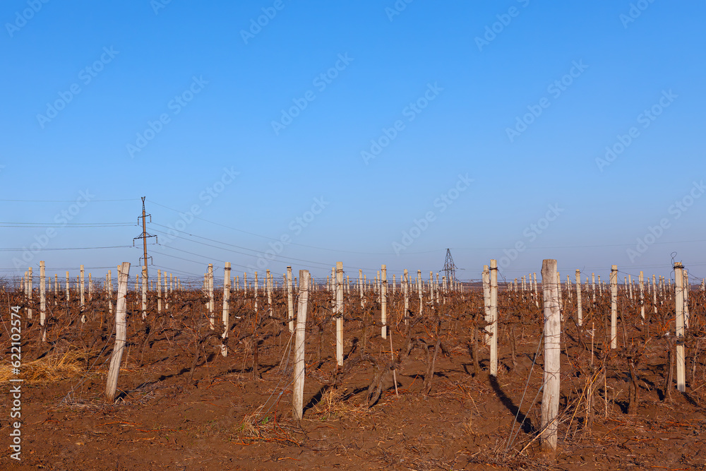 Fototapeta premium Vineyard plantation in the spring season . Agriculture field in springtime