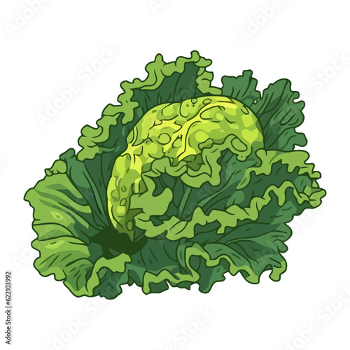 Fresh cabbage vegetables, a healthy meal choice