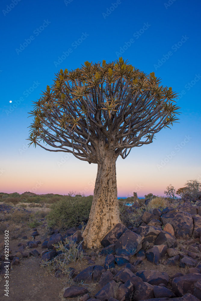 A Silhouetted Kwivertree at sunset at the Kwiver tree forest near Keetmanshoop in Namibia. A Silhouetted Kwivertree at sunset at the Kwiver tree forest near Keetmanshoop in Namibia.