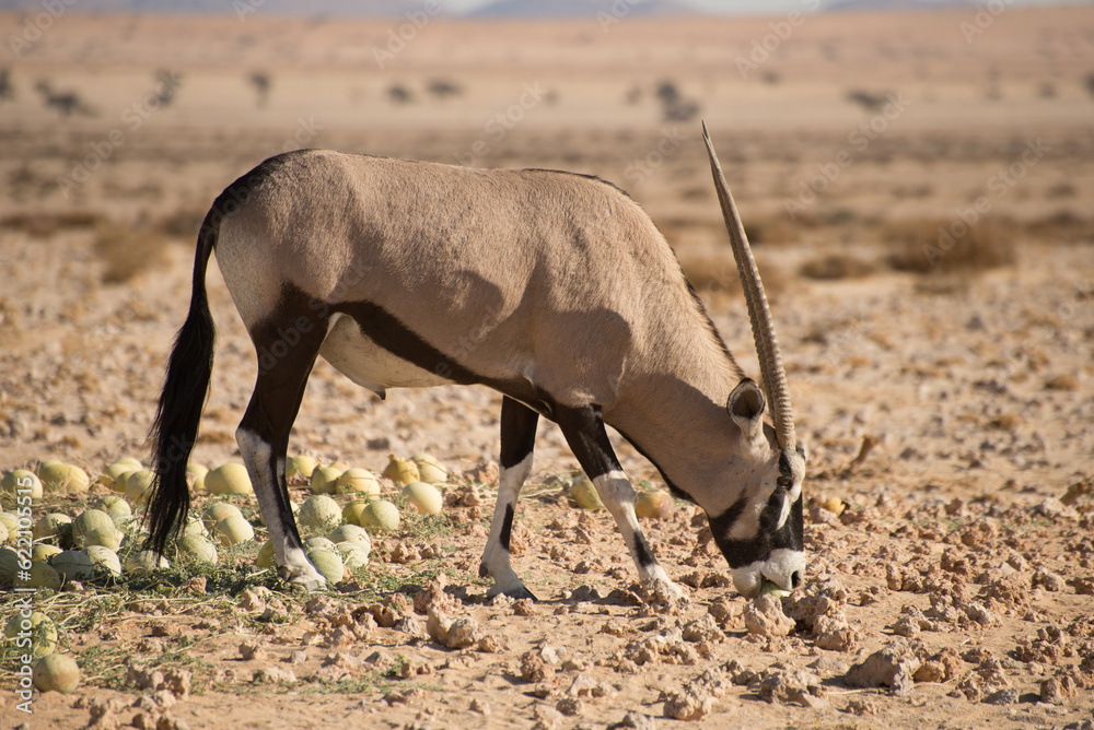 A single oryx bites in to a desert melon in the Namib desert. A single oryx bites in to a desert melon in the Namib desert.