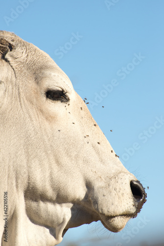 Portrait of a Brahman cow with flies covering her face against the blue sky.
