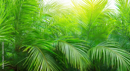 beautiful green palm leaves