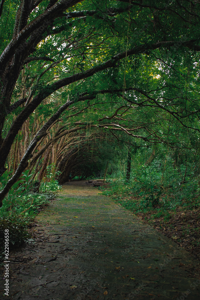 Obraz premium in the grove