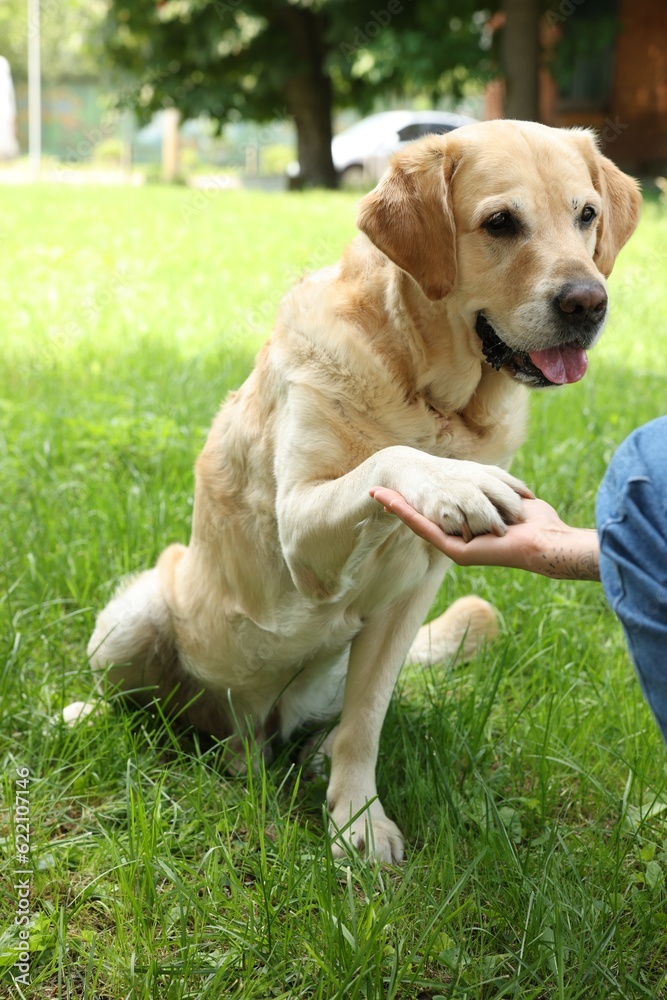 Cute Labrador Retriever dog giving paw to woman outdoors