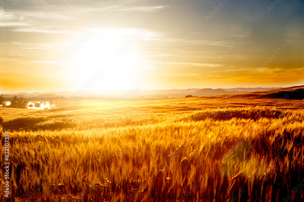 Wheat fields landscape. Agriculture Wheat fields landscape. Agriculture