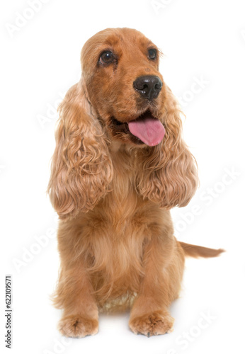 cocker spaniel in front of white background