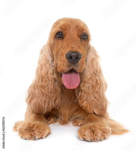 Obraz na płótnie cocker spaniel in front of white background