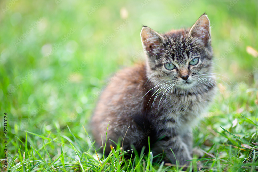 kitten in the grass, small depth of field, beautifully blurred background