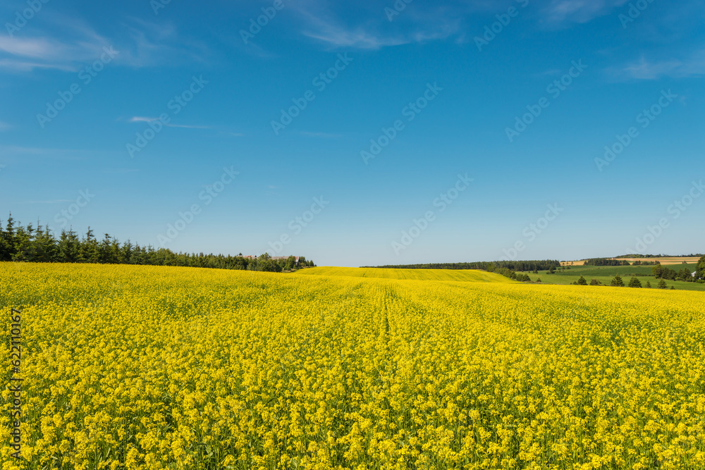 Yellow rapeseed field in bloom (Green Gables Shore, Prince Edward Island , Canada)