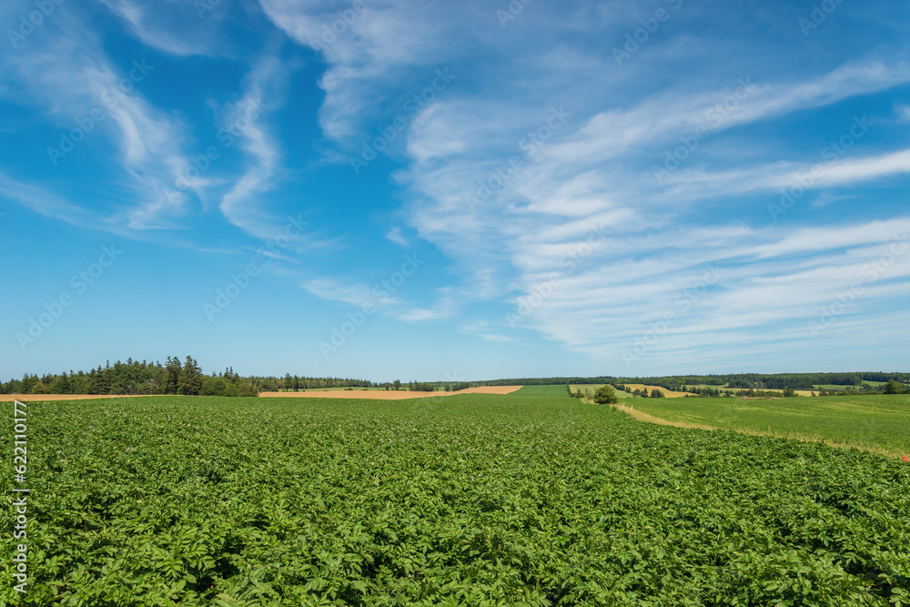 Green field of potatoes (Green Gables Shore, Prince Edward Island , Canada) Green field of potatoes (Green Gables Shore, Prince Edward Island , Canada)