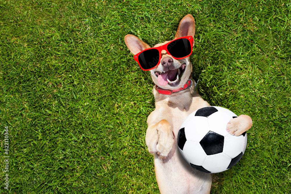 Obraz na płótnie soccer  chihuahua dog holding a ball and laughing out loud with red sunglasses on the grass meadow at the park outdoors w salonie
