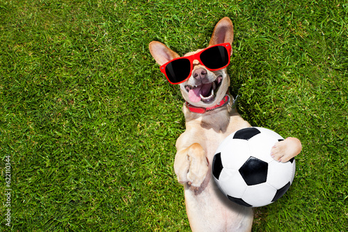 Obraz na plátne soccer  chihuahua dog holding a ball and laughing out loud with red sunglasses o