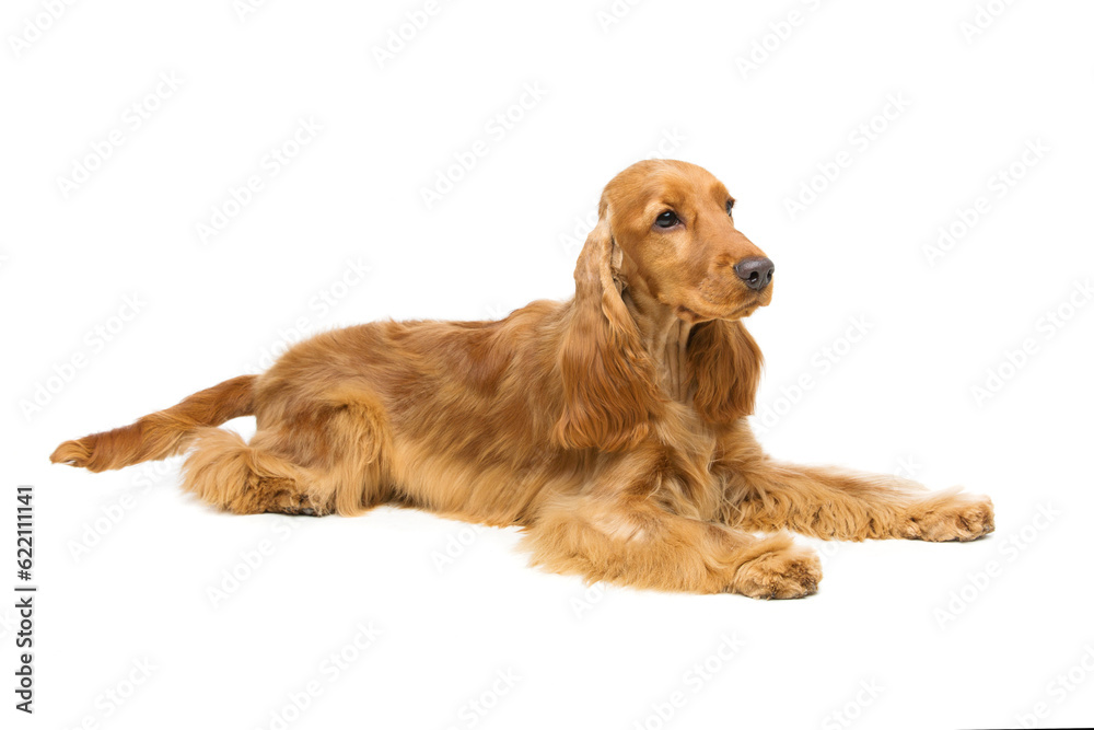 Portrait of beautiful young brown cocker spaniel dog lying over white background. Studio shot. Copy space.