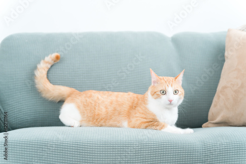 家のソファでくつろぐ雑種の猫 