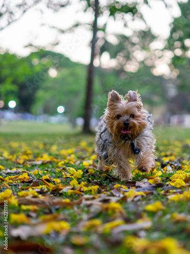 yorkshire terrier puppy running © Emmanuel