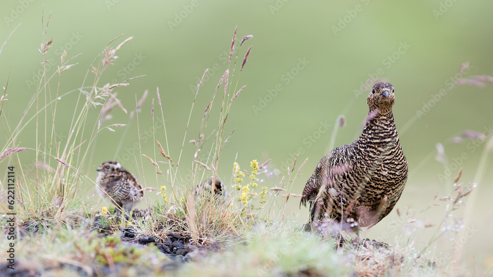 Rock ptarmigan (Lagopus mutus), female - Nature in Iceland Rock ptarmigan (Lagopus mutus), female - Nature in Iceland