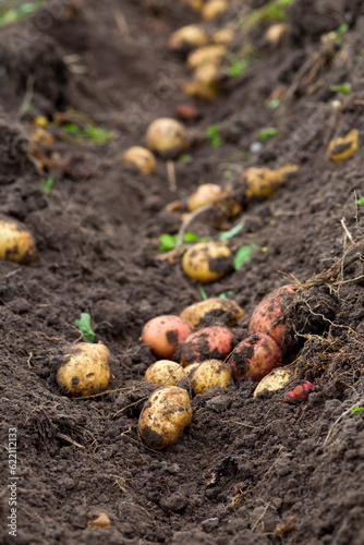 Fresh dug potatoes in the garden, ground