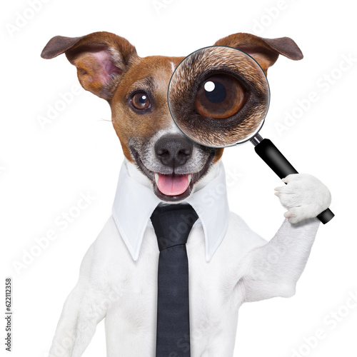 jack russell dog searching and finding as a spy with magnifying glass , isolated on white background © Designpics