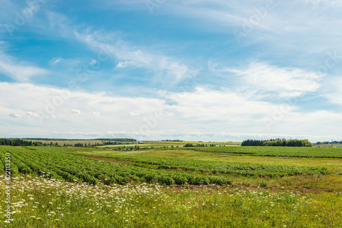 Green field of potatoes (Green Gables Shore, Prince Edward Island , Canada)