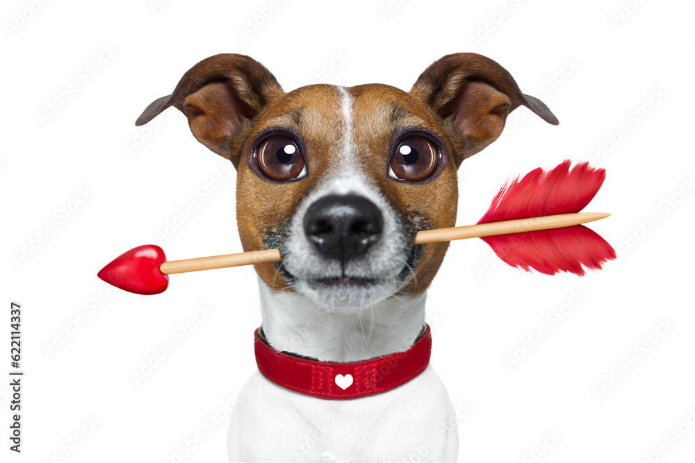 valentines french bulldog dog in love holding arrow with mouth , isolated on white background valentines french bulldog dog in love holding arrow with mouth , isolated on white background
