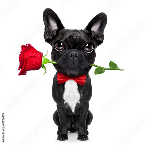 valentines  french bulldog dog in love holding a rose with mouth , isolated on white background © Designpics
