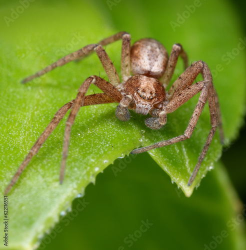 Hairy spider lurking for a catch on green leaf