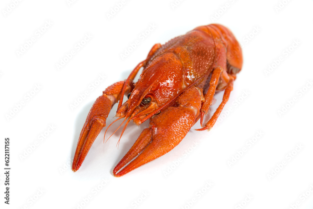 Macro Boiled crayfish on isolate white background Macro Boiled crayfish on isolate white background