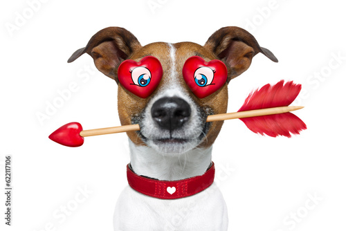 jack russell terrier emoticon or emoji dog funny silly and crazy in love with heart on eyes ,arrow in mouth, isolated on white background, for valentines day © Designpics