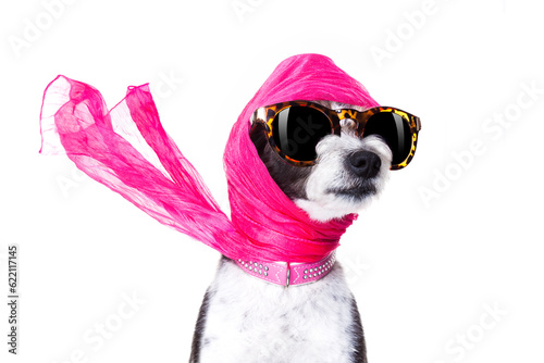 chic fashionable diva luxury  cool dog with funny sunglasses, scarf and necklace, isolated on white background © Designpics