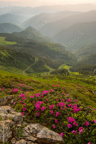 rhododendron flowers in the foreground, the Carpathian Mountains in the fog. evening light