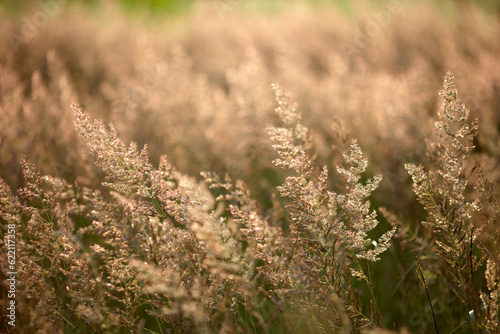 wild grass, lighted beautiful evening light. many reflections on the grass © Designpics