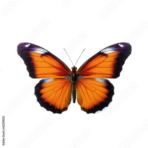 Butterfly , isolated on transparent background, PNG © Pic Hub