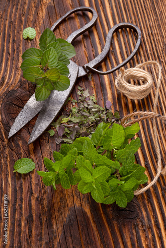 Fototapeta Naklejka Na Ścianę i Meble -  Mint. Aromatic culinary herbs, fresh and dry mint herb on wooden rustic background with old vintage scissors.