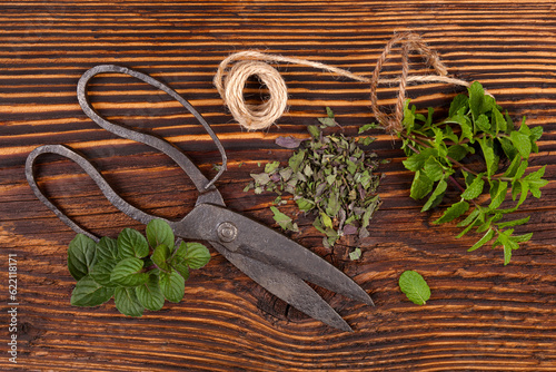 Mentha, Mint. Aromatic culinary herbs, fresh and dry mint herb on wooden rustic background with old vintage scissors.