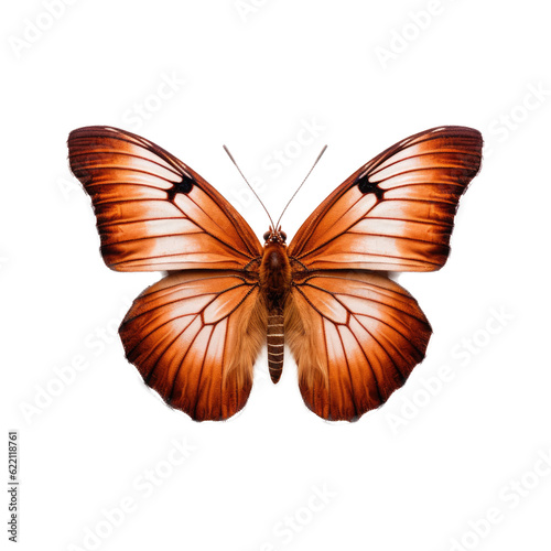 Butterfly , isolated on transparent background, PNG