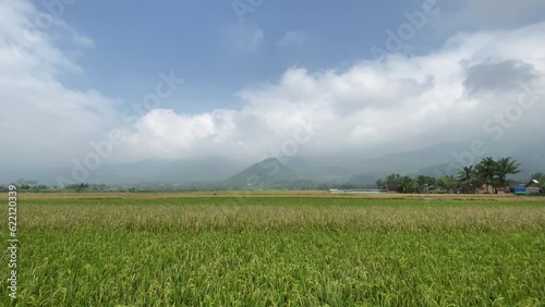 Indonesian scenery of rice paddy field ready to harvest with mountain village covered with cloud in the background photo