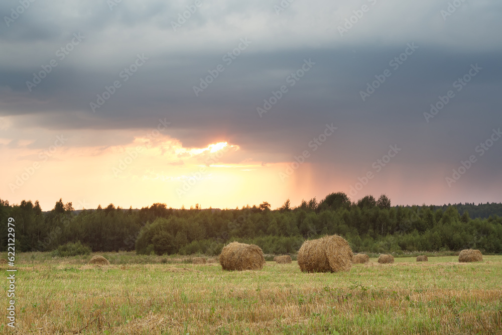 Field with rolls of straw on a summer day after harvest
