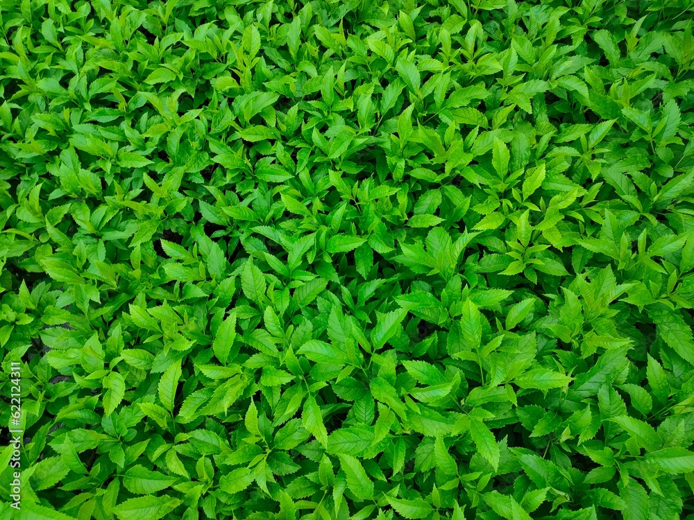natural texture put to background. natural texture put to background.