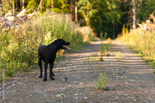 Black dog in the forest on a sunny day. Shallow depth of field.