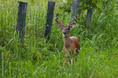 Big Buck in Tall Grass