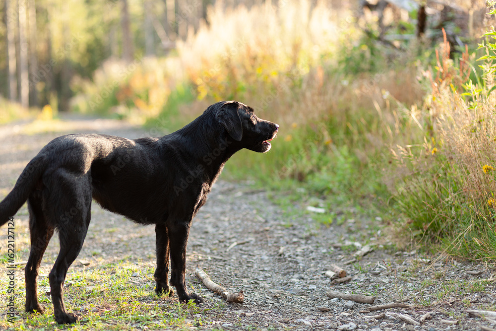 Black dog in the forest on a sunny summer day. Selective focus.