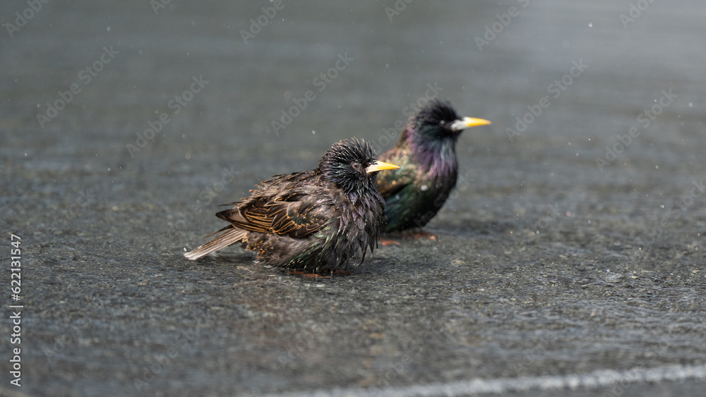 European Starling
