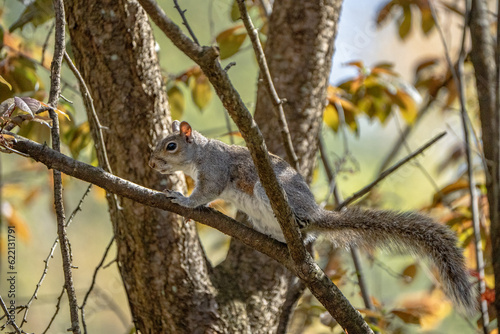 Adventures of a Squirrel 